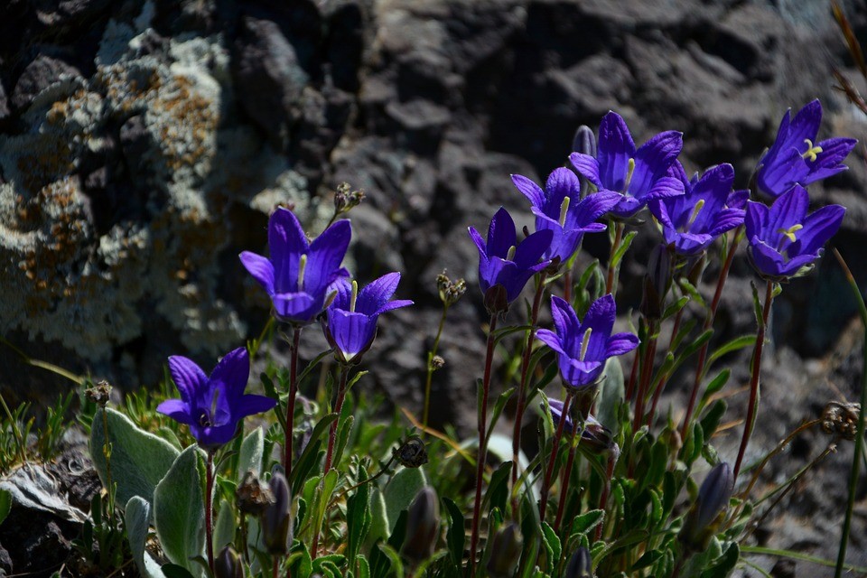 flores13.jpg flores13.jpg