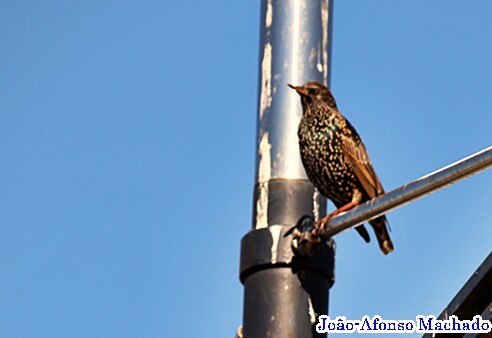 ESTORNINHO MALHADO.JPG