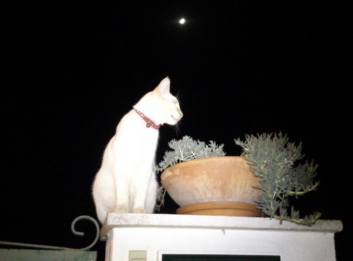 DSC_0003P.jpg DSC_0003P.jpg