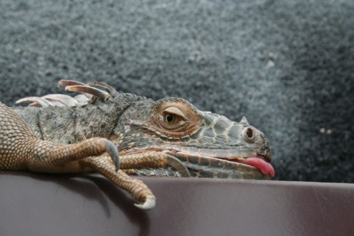 lizzard-1366027.jpg lizzard-1366027.jpg