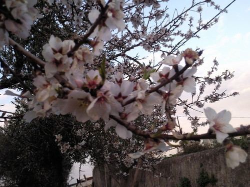 Amendoeira  Foto original DAPL.jpeg