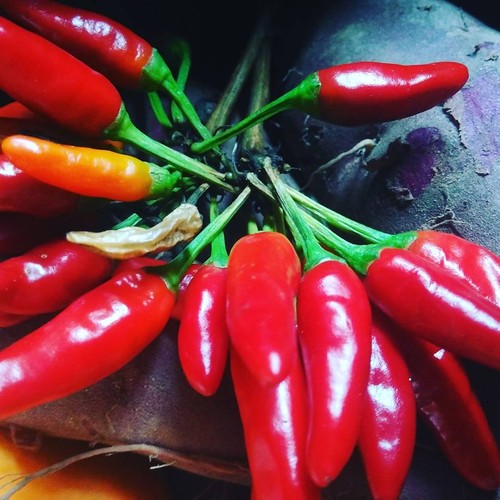 14572194_781994381940325_6233195480053541091_n.jpg 14572194_781994381940325_6233195480053541091_n.jpg