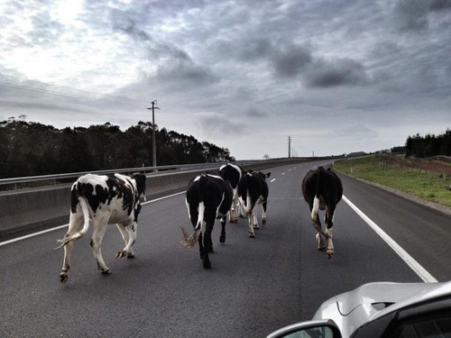 As vacas voltaram à VVN!... Será?