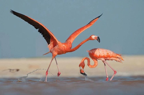 flamingos do Lobito - Angola profunda