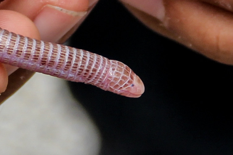 Blanus cinereus 4.jpg