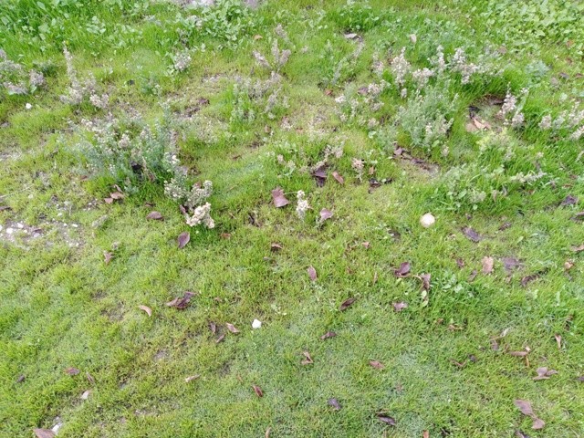 IMG_20201104_084910cópia.jpg IMG_20201104_084910cópia.jpg