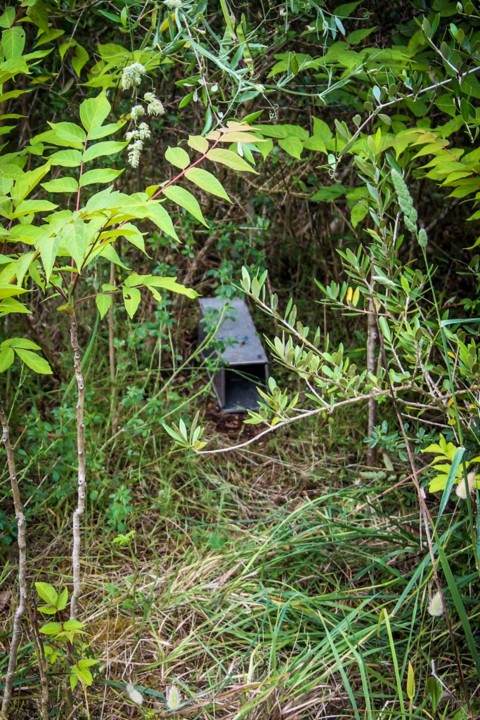 bioblitz tapada 5.jpg bioblitz tapada 5.jpg