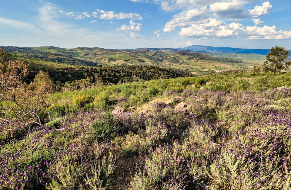 Flores Vila Flor2 paisagem.jpg