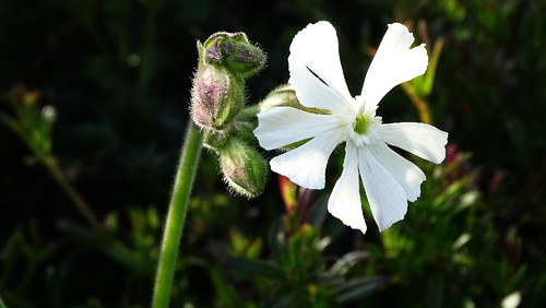 DSC09285.jpg DSC09285.jpg