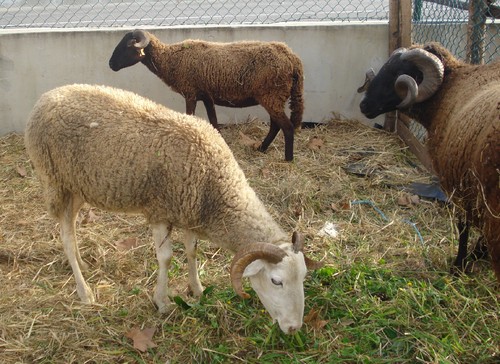 C:\Users\Boss\Searches\Pictures\Ano 14-15\Festas\D