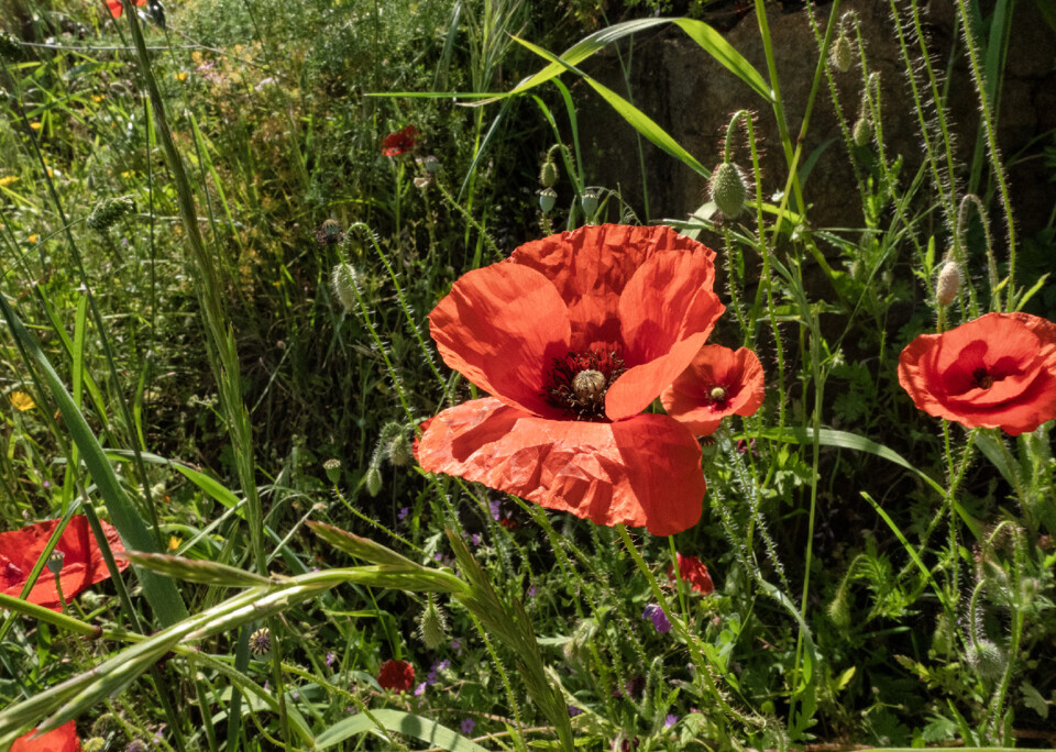 papoila Miranda do Douro4.jpg