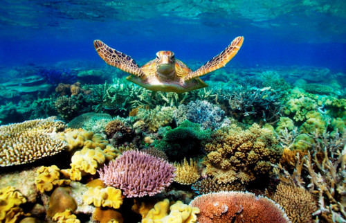 grande-barreira-de-coral.jpg