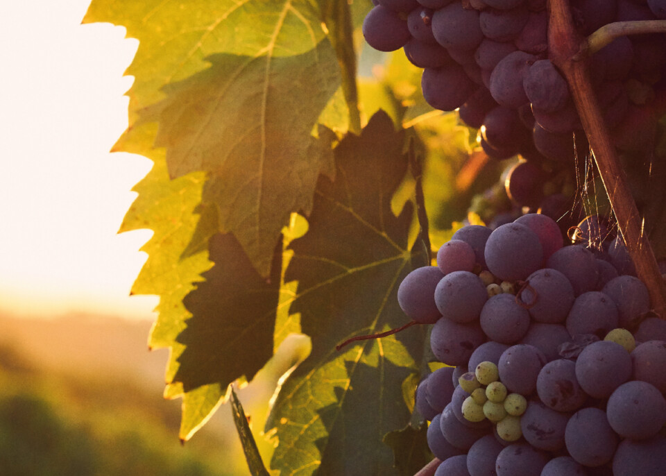 Historias e Sabores JAN 2025.jpg