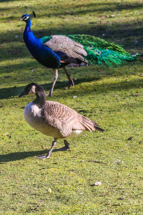 ganso-do-canada a 6.jpg