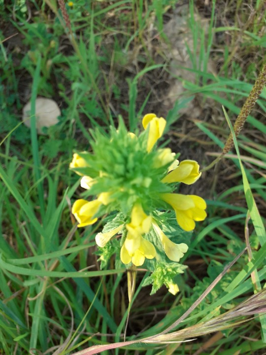 Planta que desconheço nome. Foto original. 2021. 04. jpg