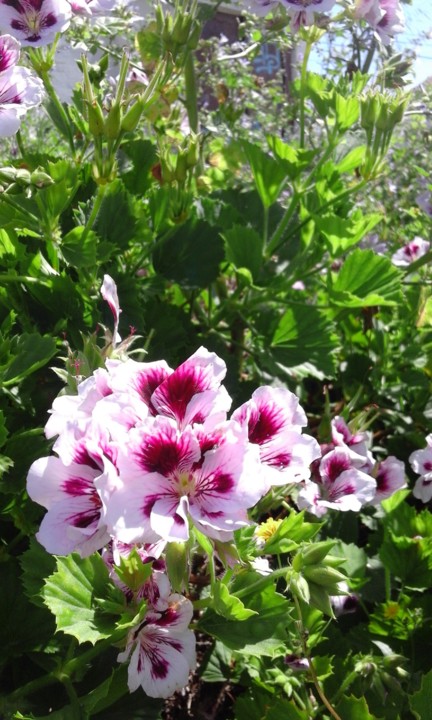 Malva Rosa. Foto Original. 2020. 05. jpg