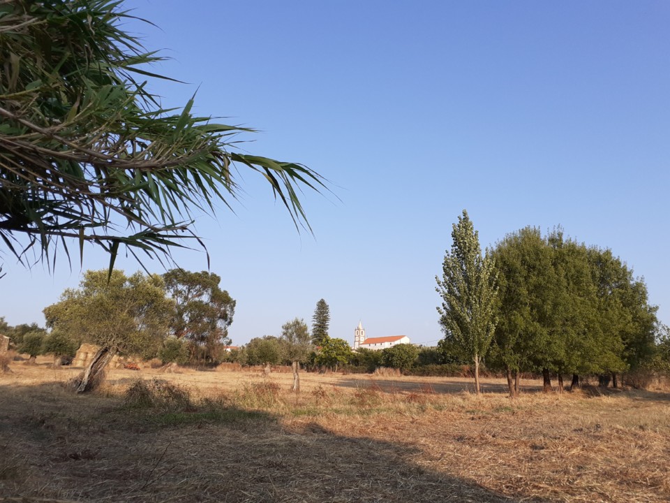 Canavial no vale. Foto original. 2021.07.21.jpg