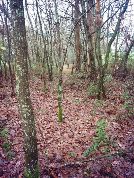 Não me canso disto outono.jpg