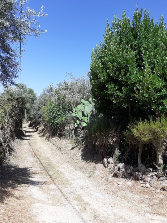 Caminho do Porcozunho. Foto Original. 2021.07.08.jpg