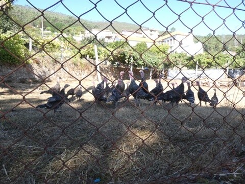 08a_Conhecer_Vale_de_Cambra_2025 (28).JPG