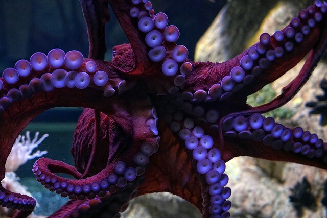 octopus.jpg
