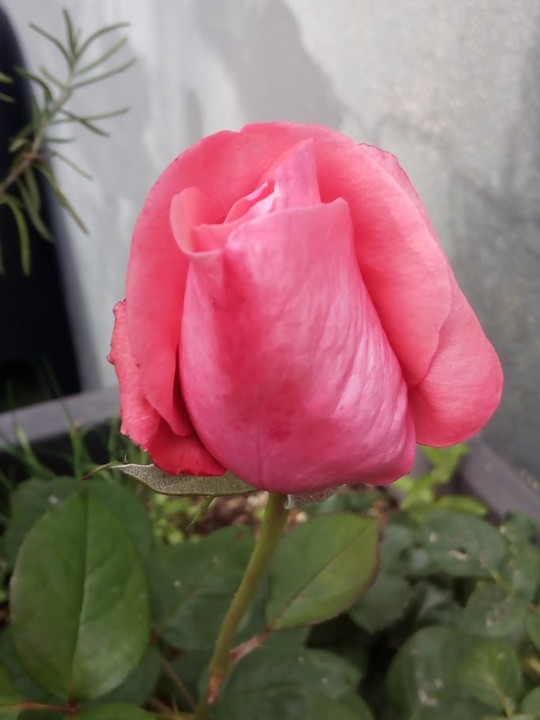 NãoMeCansoDisto_flores_rosa1.jpg