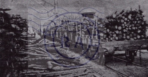 Porto de Lisboa, toros provenientes da margem sul 