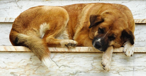 A-1 - Cópia-1.jpg A-1 - Cópia-1.jpg