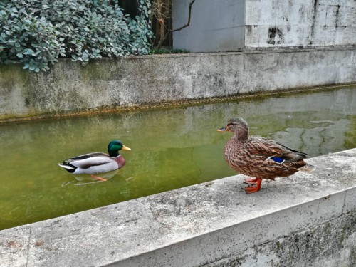 COPYRIGHT O RAPAZ DAS ILHAS COPYRIGHT O RAPAZ DAS ILHAS