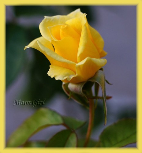 RosaAmarela1.jpg RosaAmarela1.jpg