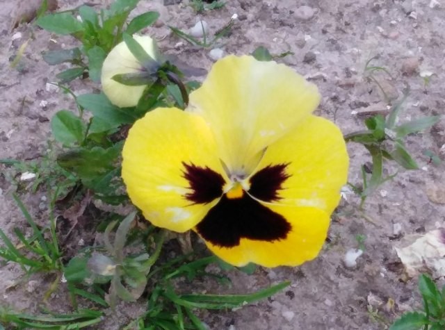 157471142_3691292374319374_3786559230639909699_o.j 157471142_3691292374319374_3786559230639909699_o.j