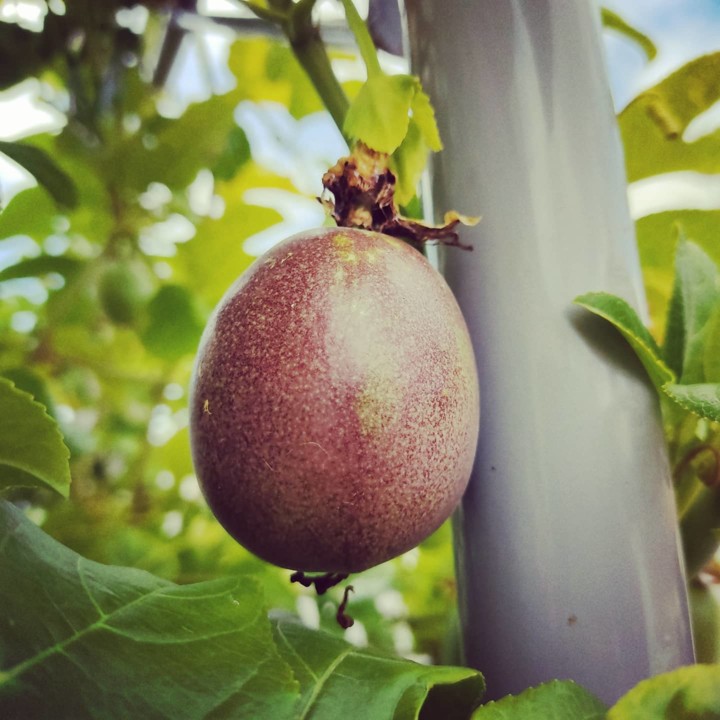 197195874_2054379428035141_3336664311568180409_n.j