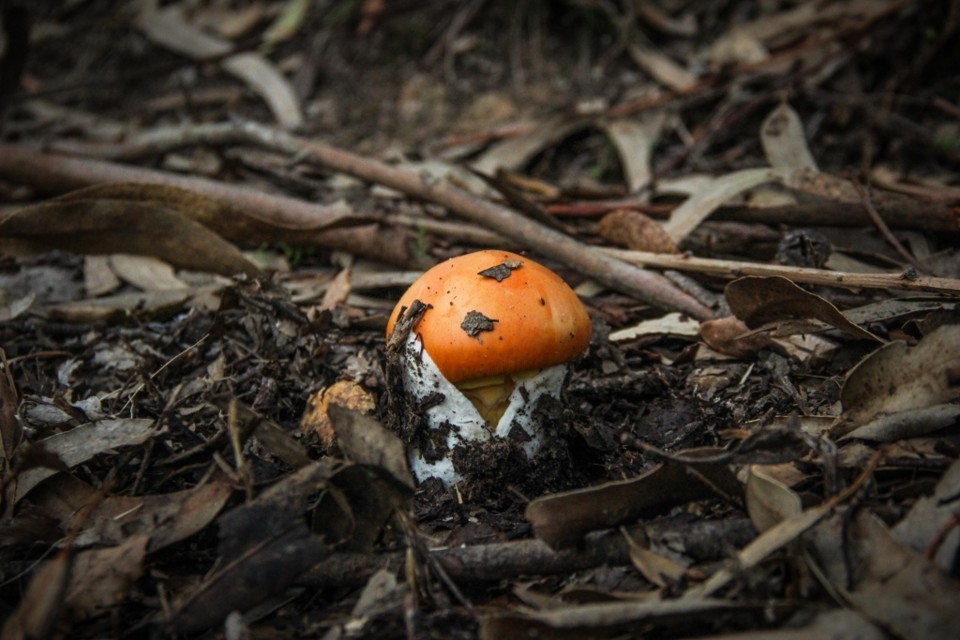 amanita caesarea volva.jpg amanita caesarea volva.jpg