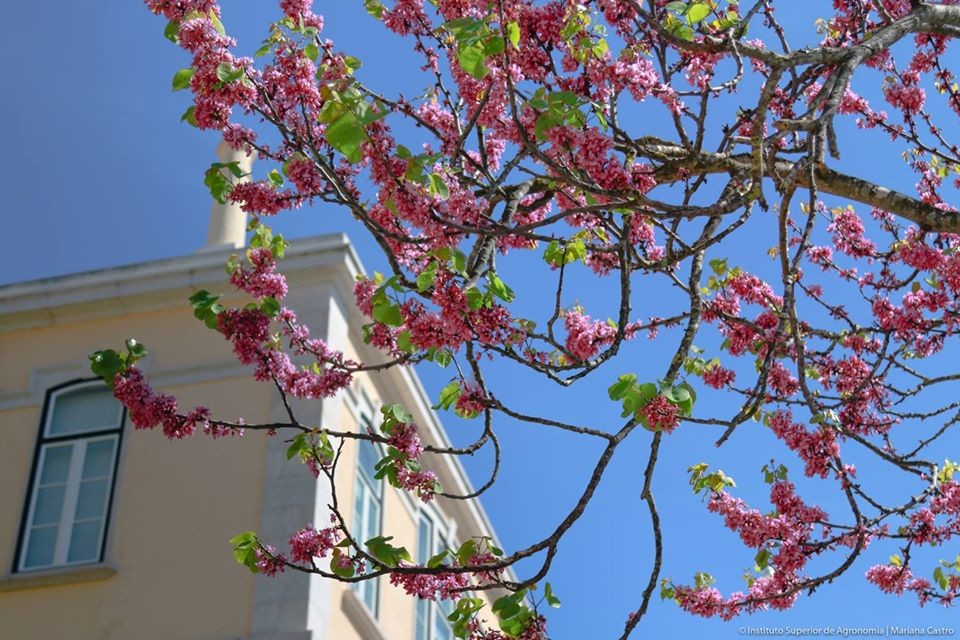 55842736_2156800354355185_6277470542807171072_o.jp