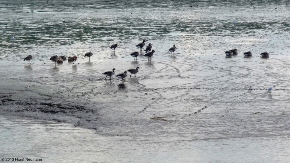 2013-08-28 Glückstadt 086.JPG