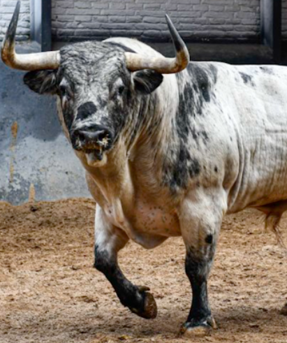 Toiro Cebadito de Passanha Sobral.png