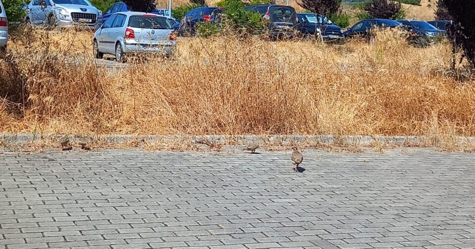 WhatsApp Image 2025-07-24 at 10.56.52.jpeg