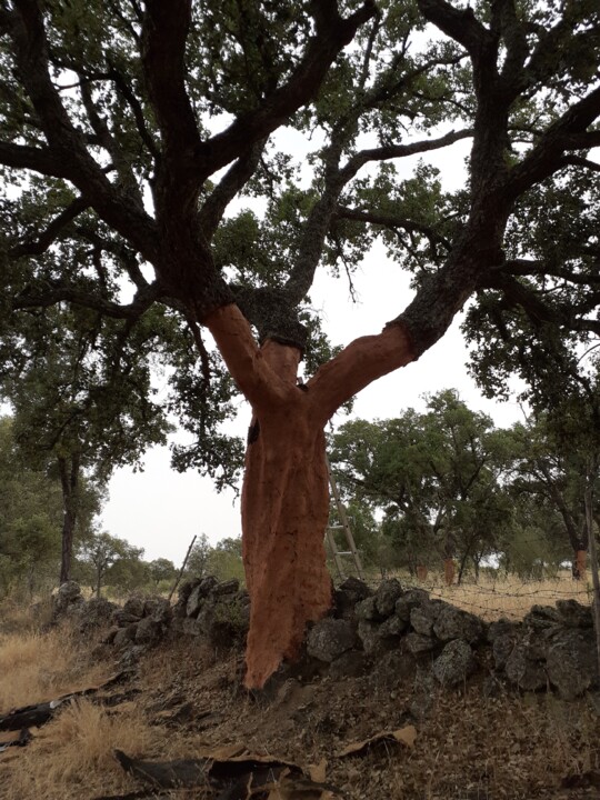 Sobreiro centenário. Foto original. 2022.06.15. jpg