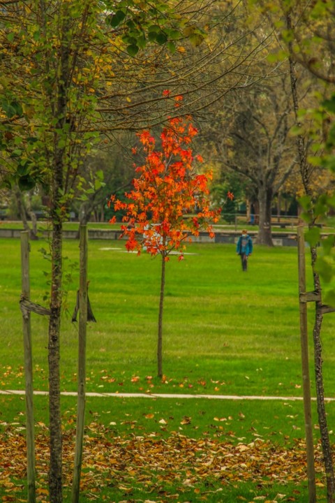 outono quinta das conchas 6.jpg