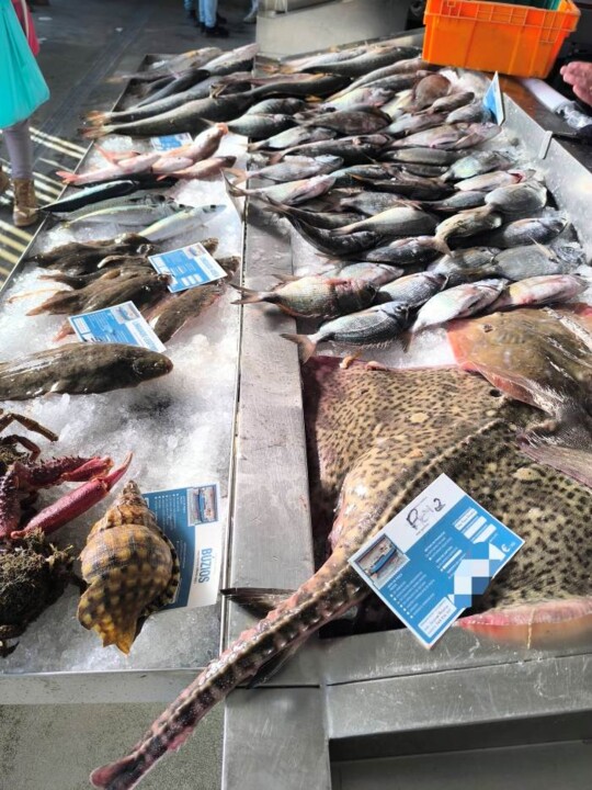 604598676_2732978687037720_3914039731315667686_n.j