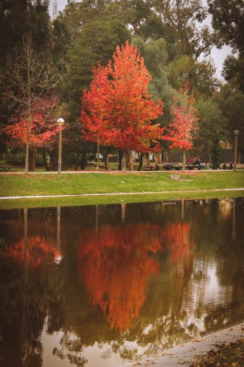 outono quinta das conchas 9.jpg