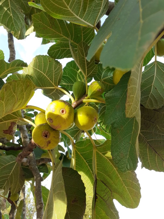 Figos pingo mel. Foto Original. 2021.09.06.jpg