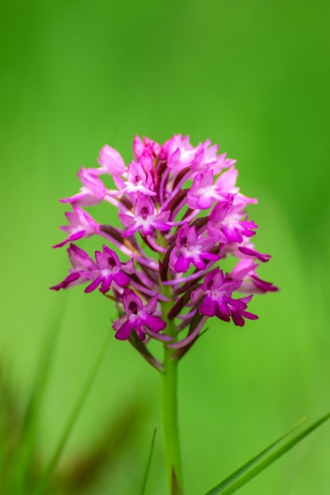 orquidea-piramidal 4.jpg