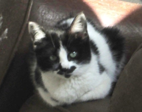 IMG_5412 - Cópia.JPG