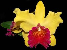 orquidea.jpg