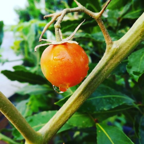 46049011_1243085039164588_6593486965067218944_n.jp