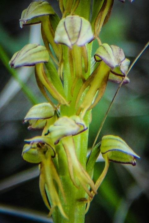 Orquídea erva-do-homem-enforcado (