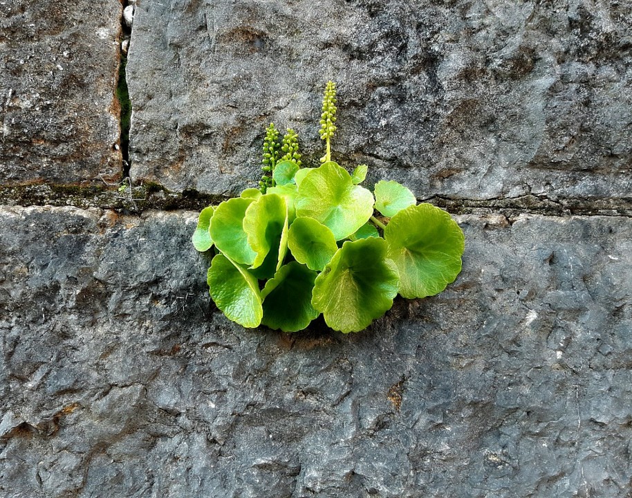 Planta no muro.jpg Planta no muro.jpg