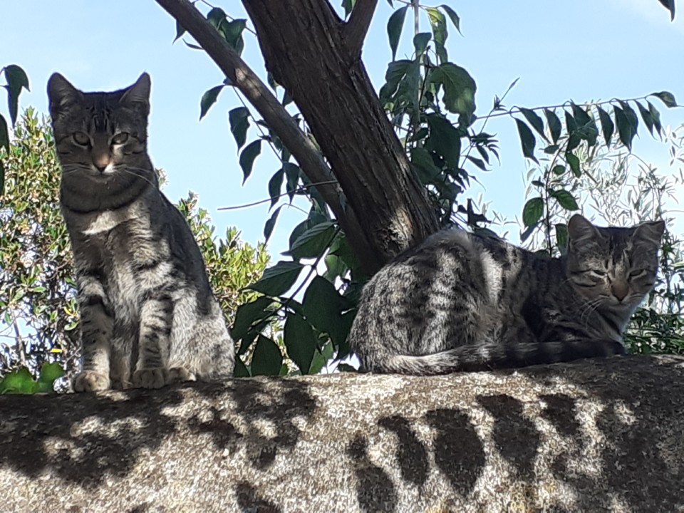 Gatos. Foto Original. 2021.10.28.jpg