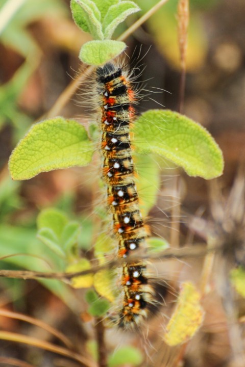 psilogaster loti-2 (683x1024).jpg